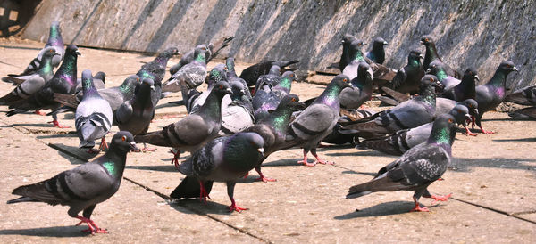 High angle view of pigeons on street