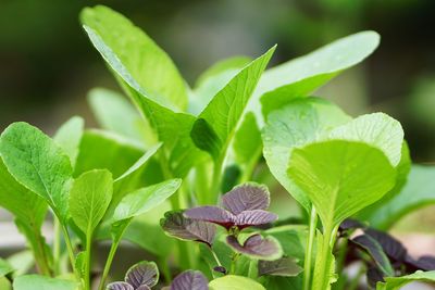 Close-up of green plant