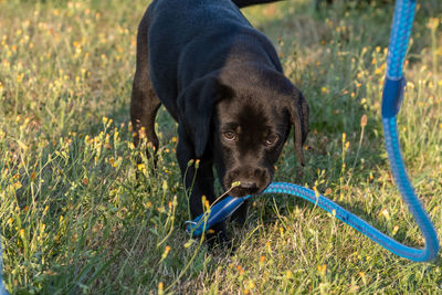 Portrait of a black labrador puppy playing with a dog lead