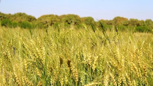 Close-up of wheat field against clear sky