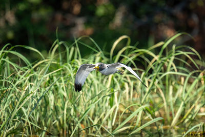 African wattled lapwing flies past long grass