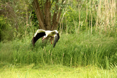 Bird flying over grass