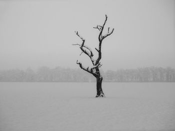 Bare tree on snow covered land