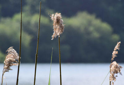 Close-up of plant against blurred background