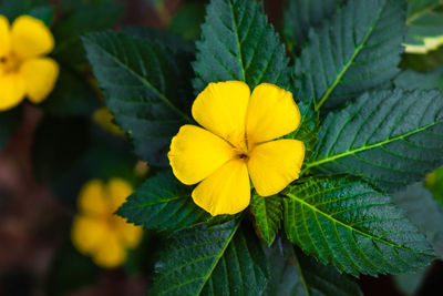 Close-up of yellow flowering plant