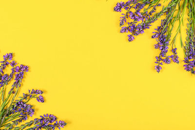 Close-up of yellow flowering plant