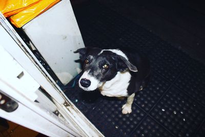 High angle portrait of dog