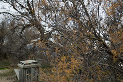 Close-up of bare tree in autumn