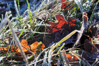 Close-up of autumn leaves on field