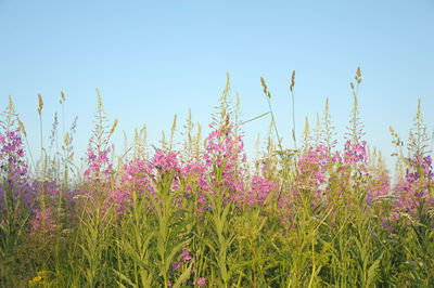 Close-up of flowering plants on field against clear sky