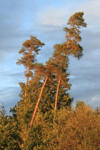 Low angle view of trees against sky during autumn