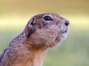 Close-up of squirrel