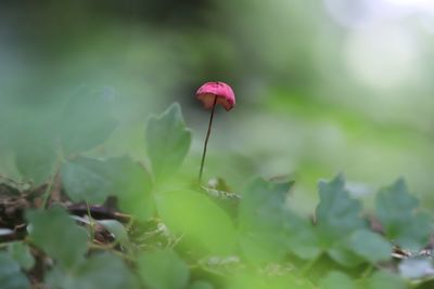 Close-up of pink flowering plant