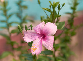 Close-up of pink flowering plant