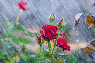 Close-up of wet red flowering plant during rainy season