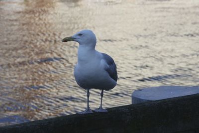Seagull perched on wall by rippled water