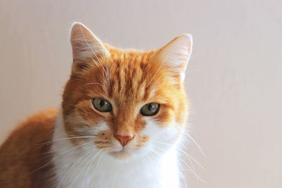 Close-up portrait of cat against white background