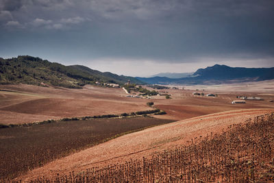 Scenic view of agricultural field against sky