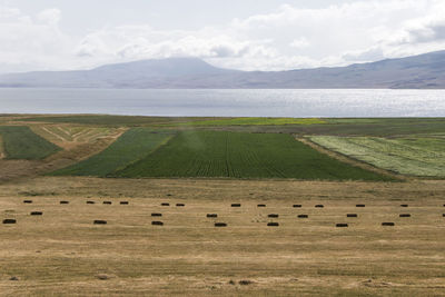 Flock of sheep on grassy field against sky