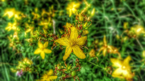 Close-up of yellow flowers blooming outdoors