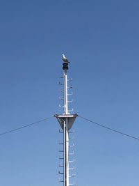 Low angle view of bird perching on pole against clear blue sky