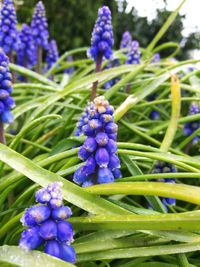 Close-up of purple flowers blooming outdoors