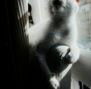 Close-up of cat sitting on window at home