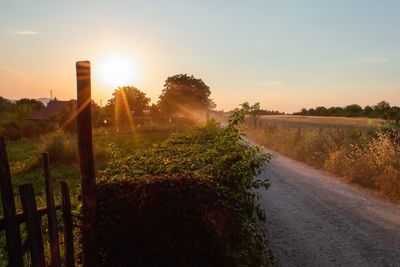 Plants growing on field by road against sky during sunset