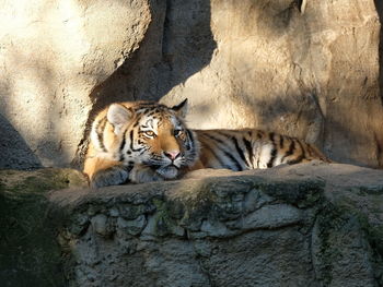 Cat relaxing on rock in zoo
