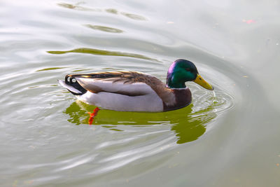 Duck swimming in lake