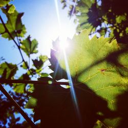 Low angle view of sunlight streaming through leaves on sunny day