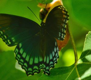 Close-up of butterfly pollinating flower