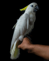 Close-up of hand holding bird over black background