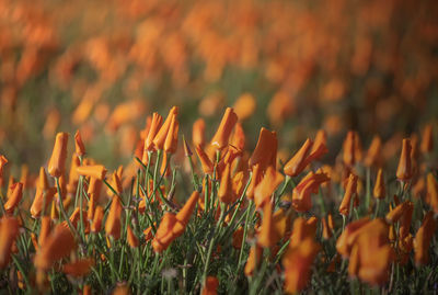 Close-up of orange flowering plants on field