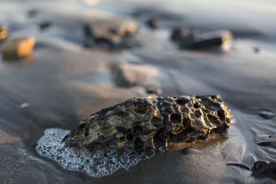 Close-up of lizard on rock at beach