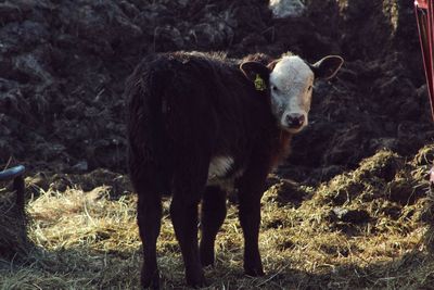 Cows standing on field