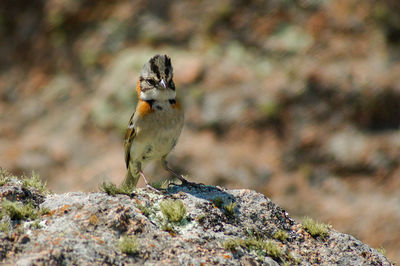 Close-up of lizard on rock