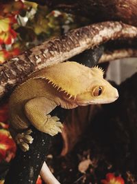 Close-up of a lizard