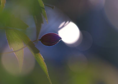 Close-up of flower bud