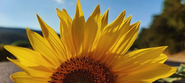 Close-up of sunflower against sky