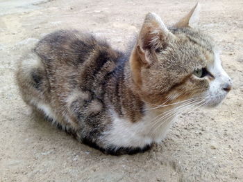 High angle view of a cat looking away