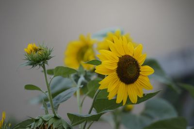 Close-up of sunflower against yellow flowering plant