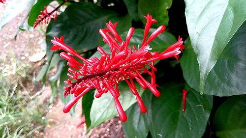 Close-up of red flowers