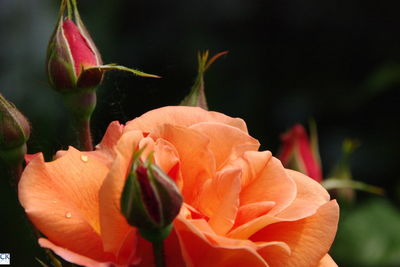 Close-up of day lily blooming outdoors