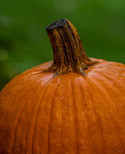 Close-up of pumpkin