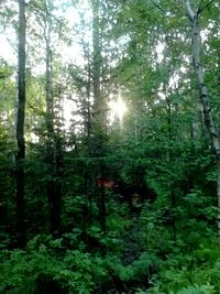 Low angle view of trees