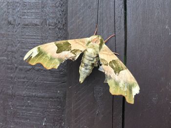 High angle view of leaf on wood