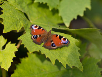 Close-up of butterfly on leaf