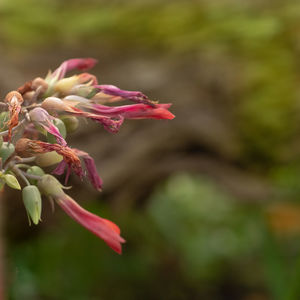 Close-up of pink flowering plant