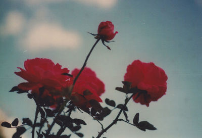 Close-up of red flowers against sky